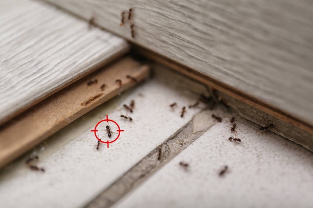Best Pest Removal Services  in Galatia, IL