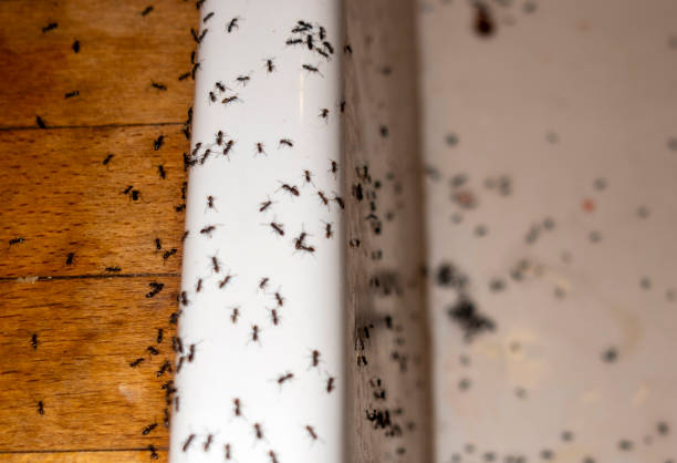 Best Pest Prevention Services  in Galatia, IL