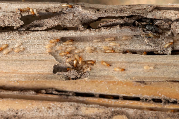 Best Affordable Pest Control Services  in Galatia, IL