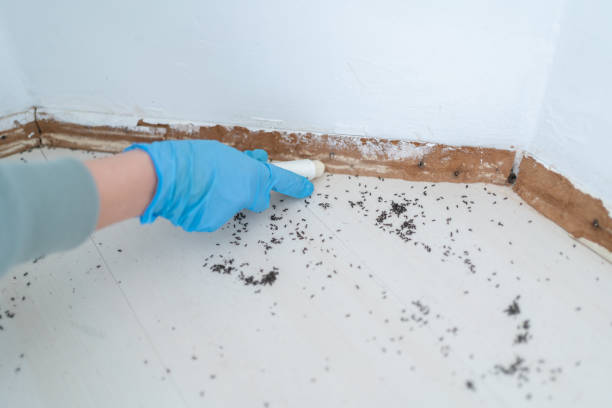 Best Emergency Pest Control  in Galatia, IL