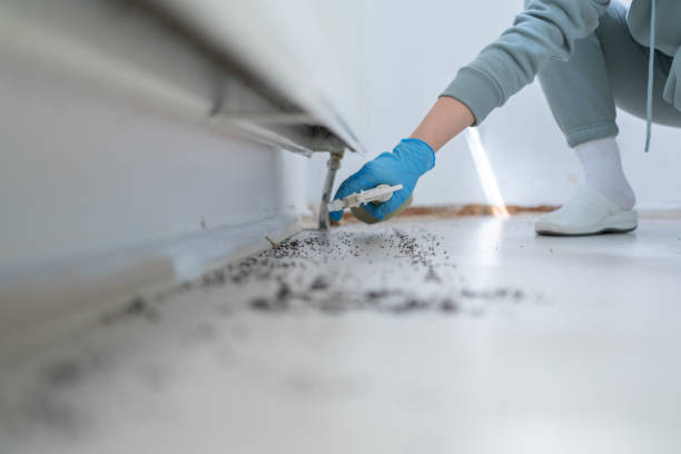 Best Affordable Pest Control Services  in Galatia, IL